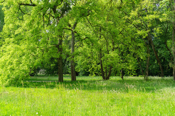 Park in the Fuldaaue with many old trees in Kassel, Germany
