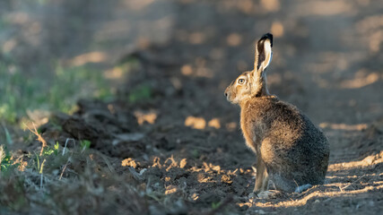 tier, natur, wild lebende tiere, wild, säugetier, bird, hase, hübsch