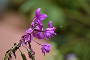 purple flowers in the garden