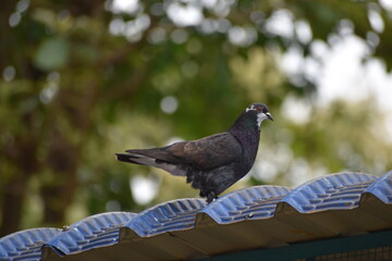 pigeon in the park
