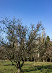 apple tree in spring