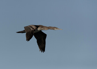 Socotra cormorant in flight at Busaiteen coast, Bahrain
