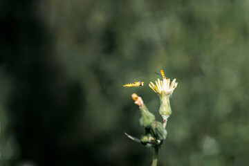 A type of hoverfly, sphaerophoria, feeding on the nectar of a wild yellow flower