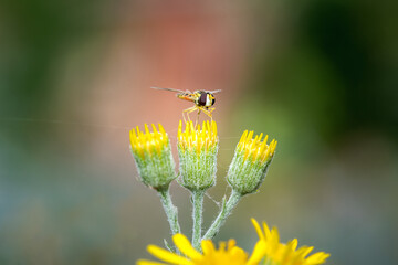 A type of hoverfly, sphaerophoria, feeding on the nectar of a wild yellow flower