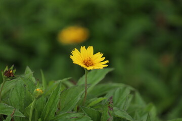 Yellow flower with green leaves