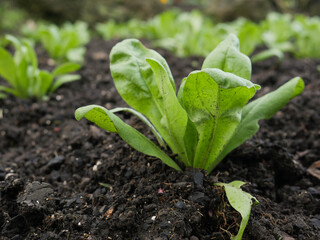 Baby Plant Growing in Garden Bed
