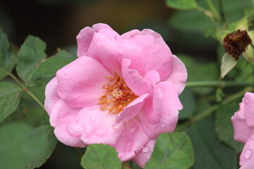 Pink roses i the garden