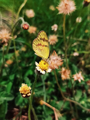 butterfly on yellow flower
