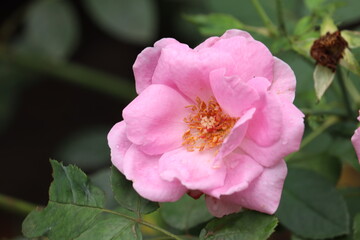 Obraz na płótnie Canvas Pink roses i the garden