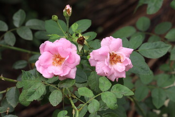 Pink roses in the garden
