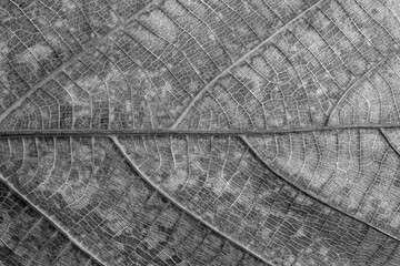 pattern of brown leaf
