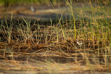 Black-winged Stilt chick  at Buhair lake, Bahrain