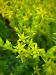 Tiny yellow flowers