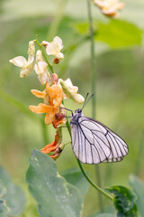 Cabbage white butterfly on orange flowers. Gardening. Insect pests. Pieris brassicae.