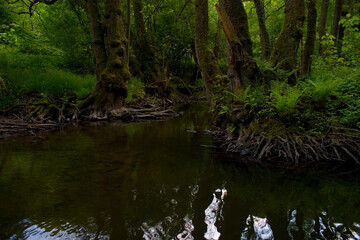 Bachlauf mit Bäumen