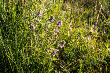 Medicinal herbs and flowering wild thyme grow in the field. Thyme is widely used in cooking and in herbal medicine.