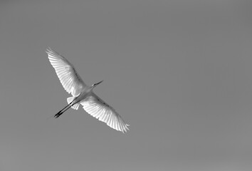 Great Egret flying at Buhair lake of  Bahrain, a backlit image