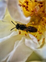 bee on flower