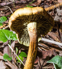 Mushroom growing in the Mushroom Meander of the George Botanical Gardens South Africa. The fungus is growing in the leaf litter of indigenous forest kept moist by regular rains the area enjoys.