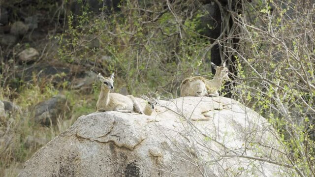 Klipspringers resting on a rocky cliff in Kruger National Park, South Africa - 4k