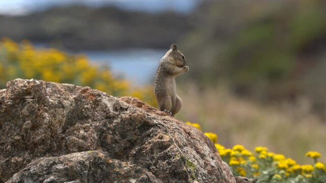 Ground squirrels eating on rock on west coast with flowers and ocean behind them.