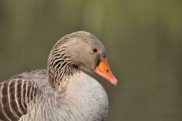 Wild greylag goose close up