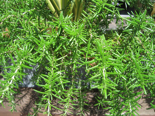 Naklejka premium fresh rosemary