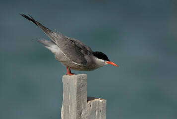 White-cheeked Tern perched on wooden log at Busaiteen coast, Bahrain .