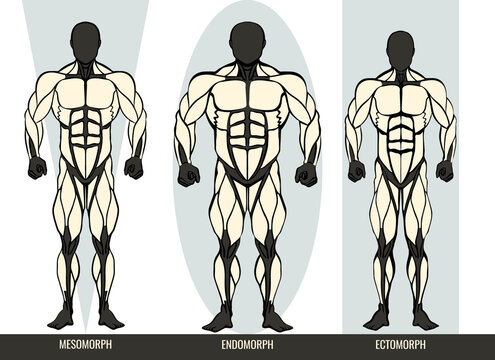 Men body types diagram with the three somatotypes Ectomorph, Mesomorph and Endomorph