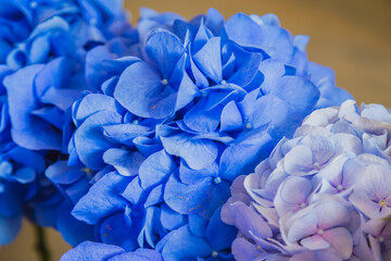 Close up view of colorful beautiful blue hydrangea, hortensia at studio, flower shop. Floristry, romantic, holiday, birthday, valentine day, wedding, celebration concept