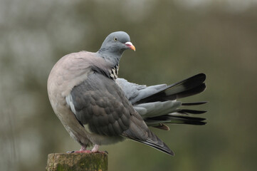 Common wood pigeon Columba palumbus perched on the fence. 