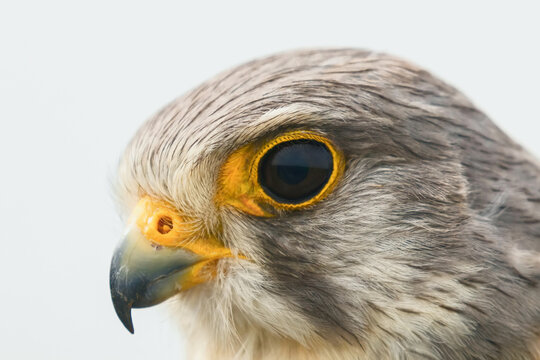 Common Kestrel Portrait Close Up (Falco tinnunculus) European kestrel.