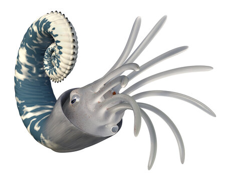 Oso Ammonoids Emericiceras, Freisteller