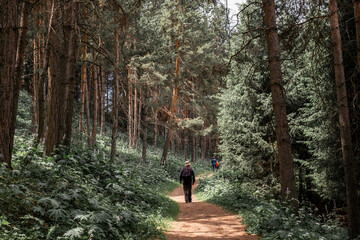 people walking along path through a beautiful pine forest