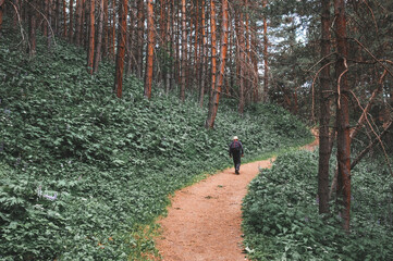 man walking along path through a beautiful pine forest