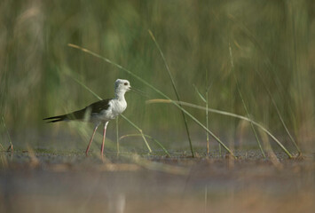 A ground level shot of Black-winged Stilt at Buhair lake, Bahrain