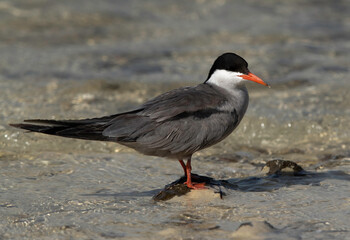 Closeup of a White-cheeked Tern at Busaiteen coast, Bahrain