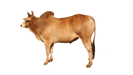 cow isolated on white