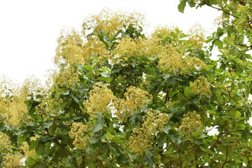 Flower of teak wood tree