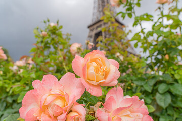 Beautiful roses overlooking the eiffel tower in Paris