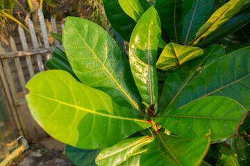 natural close up macro shot of large green leaves of a plumeria plant with raindrops on it and a beautiful golden orange reflection of the sun