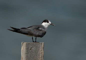 Juvenile White-cheeked Tern perched on wooden log at Busaiteen coast, Bahrain .