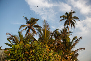 Fototapeta na wymiar close up day shot of a tall palm trees with large green leaves, branches and coconuts forming an island on a blue sky and white clouds background. Sri Lanka island