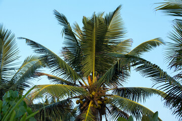 Fototapeta na wymiar natural close up day shot of a tall palm trees with large green leaves, branches and coconuts on a clear blue sky background. Sri Lanka island