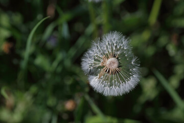 Pusteblume