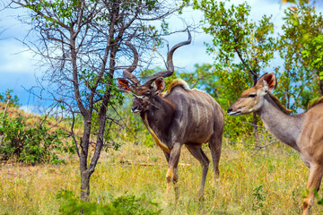 Two Antelope Kudu