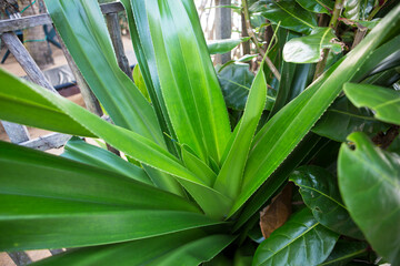Obraz premium Natural filled frame close up wallpaper of a vibrant yucca plant with long green sword shaped leaves. Sri Lanka