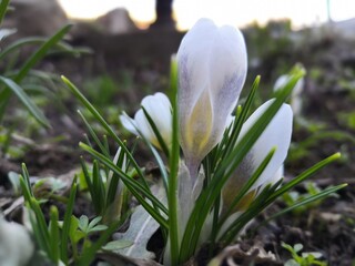 white crocus flowers