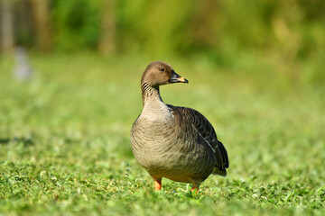 Tundra bean goose close up.