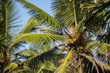 natural close up day shot of a tall palm trees with large green leaves, branches and coconuts on a clear blue sky background. Sri Lanka island